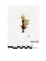 藏品(瓦氏毛扭苔)的圖片